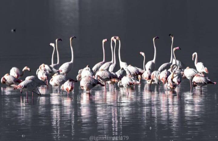 Camping Delta Natura La Tancada Amposta Bagian luar foto